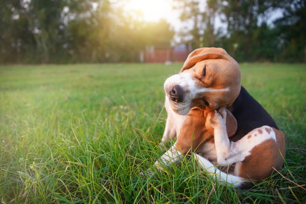 adorable beagle dog scratching body outdoor on the grass field in the evening