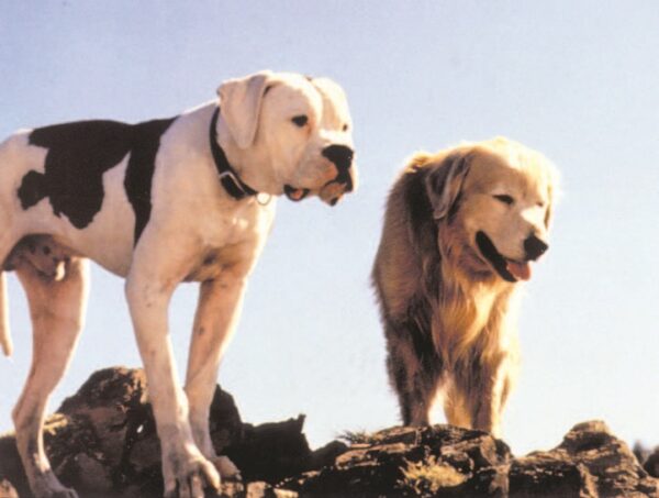 It's Entertainment: Dogs in films that we have loved