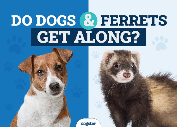 Do Dogs and Ferrets Get Along