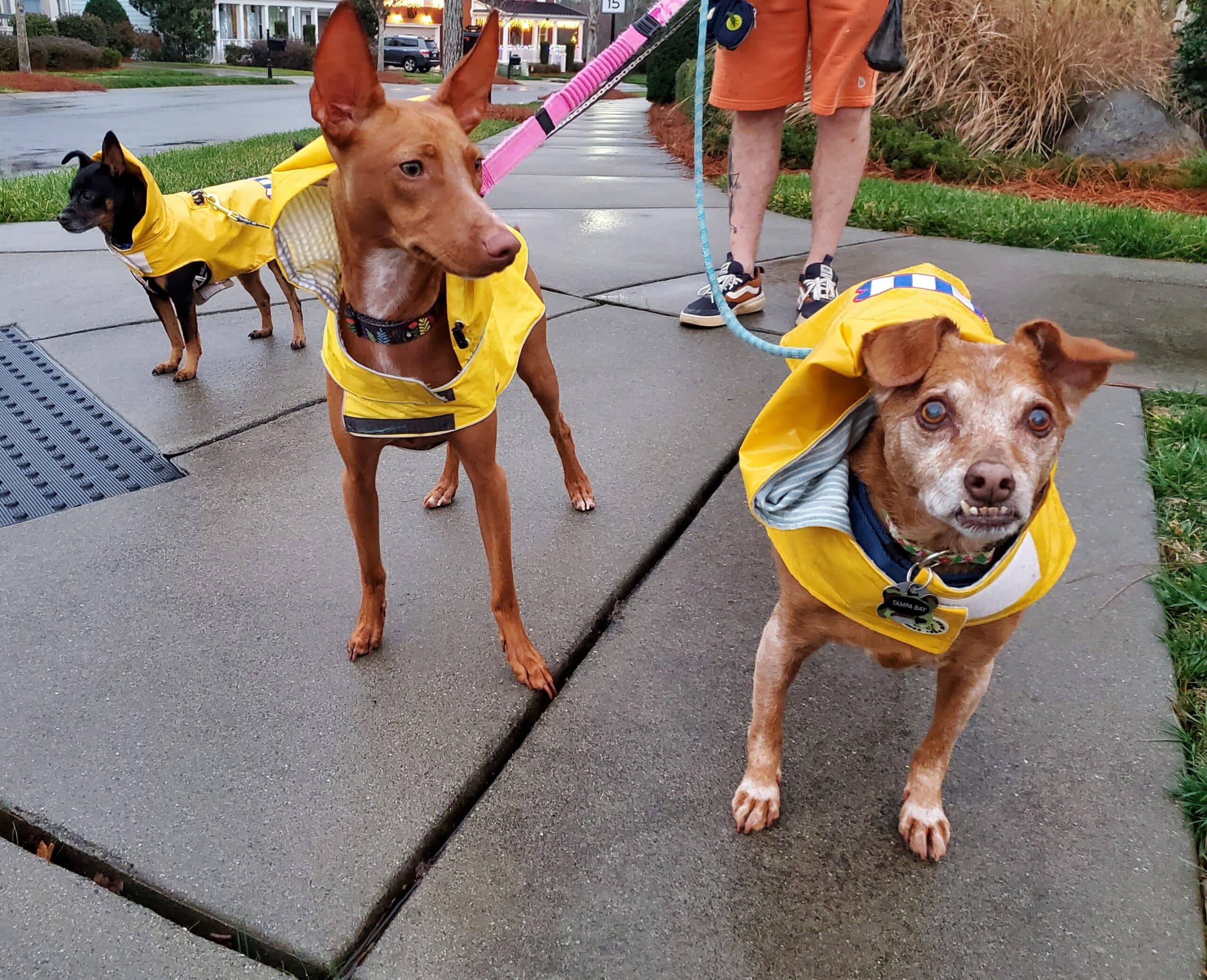 Tampa Bay Lightning Dog Jersey - Pet Costume Center