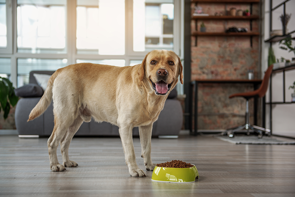 labrador dog eating food indoor