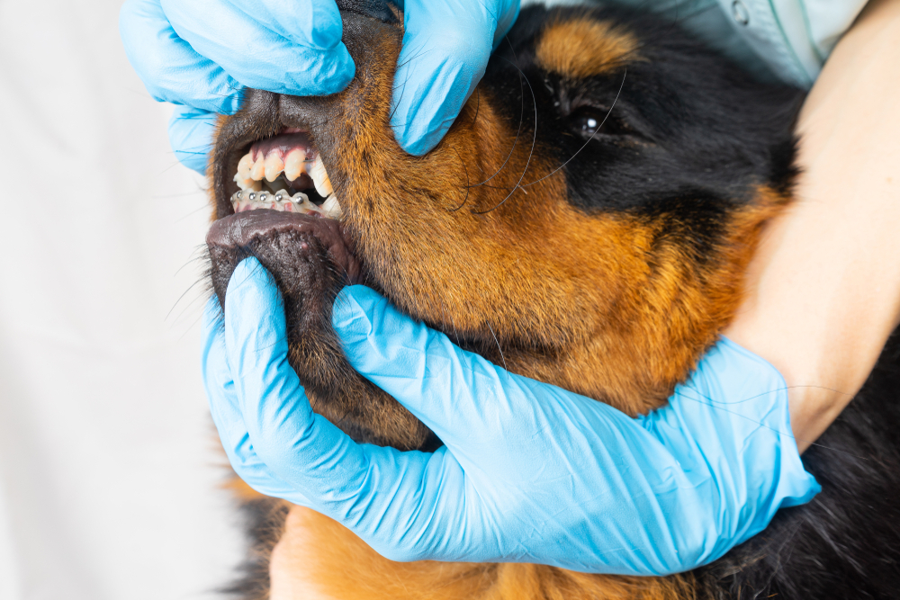 The vet checks the dog braces installed
