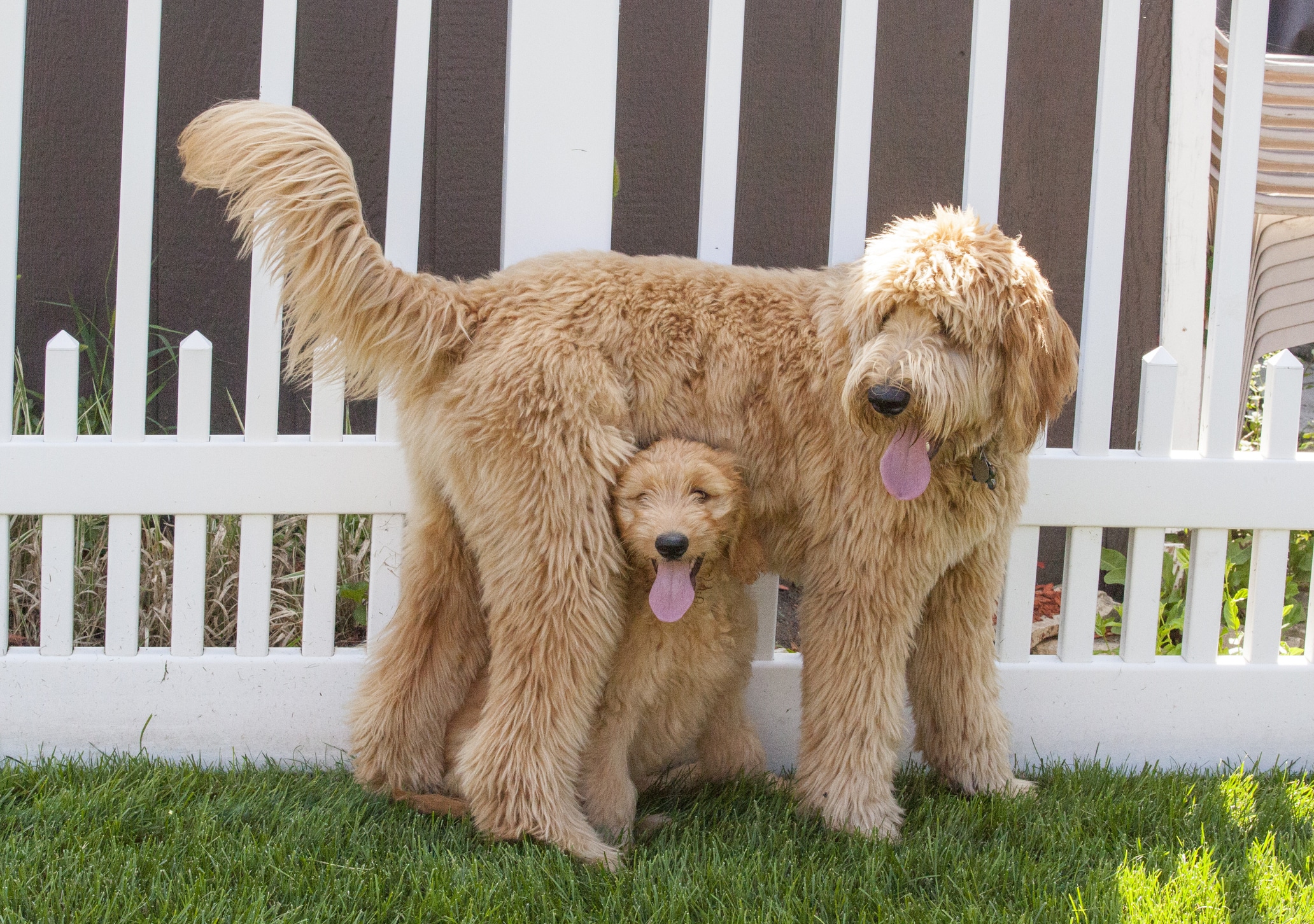 Goldendoodle Separation Anxiety