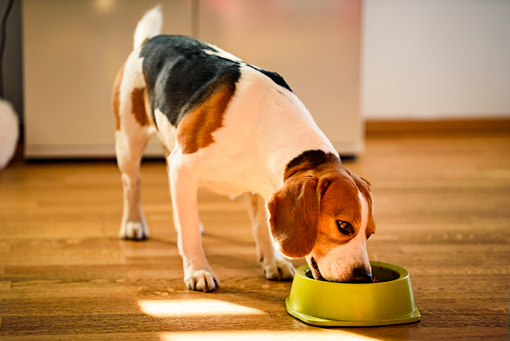 beagle dog eating from bowl