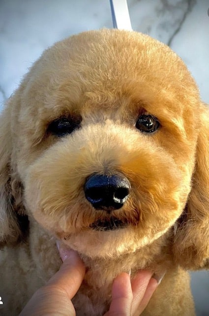 Goldendoodle Dog Breed Health and Care