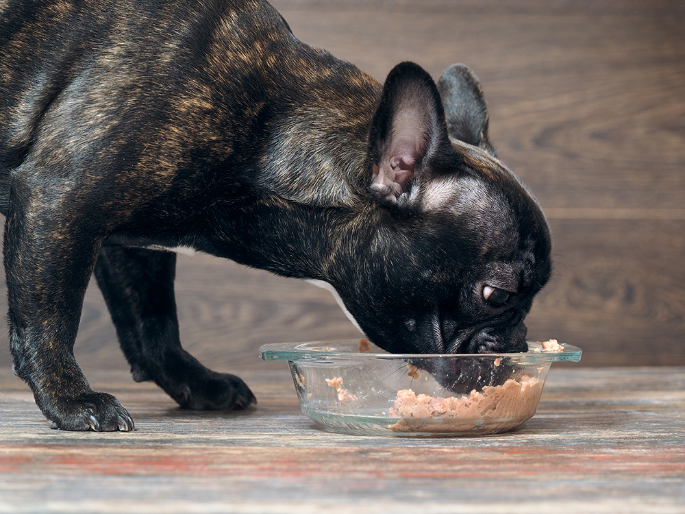 brindle french bulldog eating from glass bowl