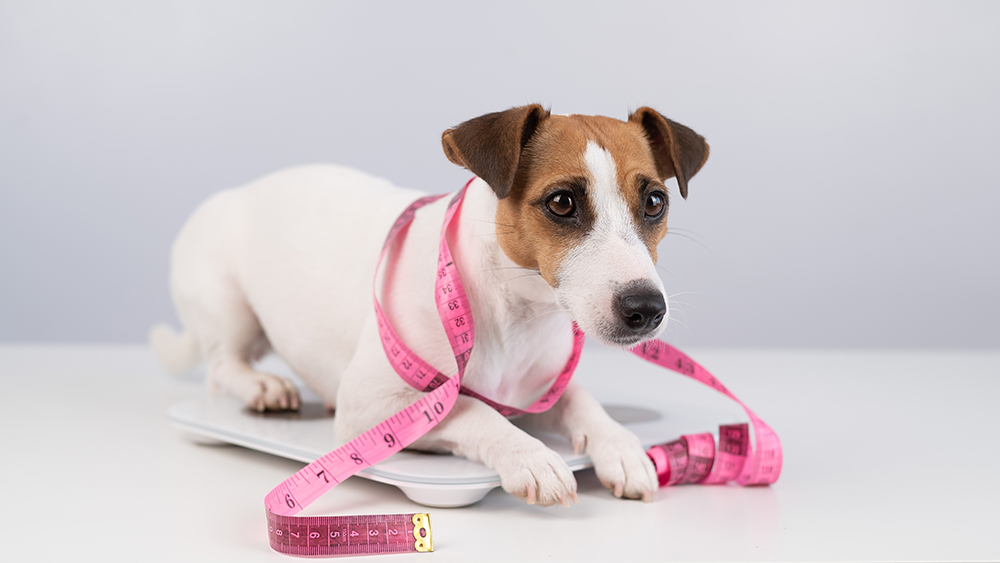 jack russell terrier dog wrapped with measuring tape sitting on the scale