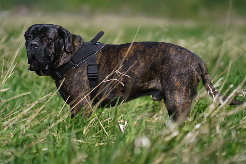 Brindle Cane Corso standing on a grass field outdoors while wearing a harness