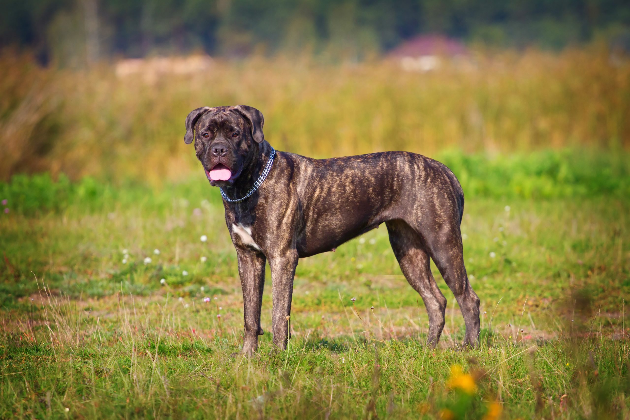 Brindle bullmastiff posing standing on a field in the summer