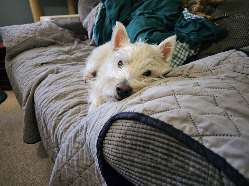 A West Highland Terrier dog resting on a couch cover