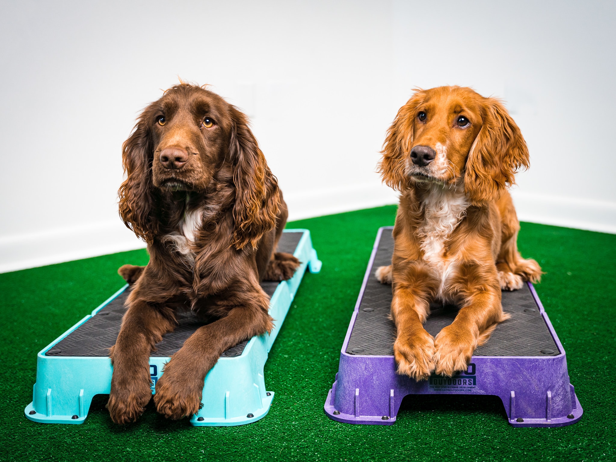 Equipment You'll Need for a Dog Gym: 4 Pieces of Gear – Dogster