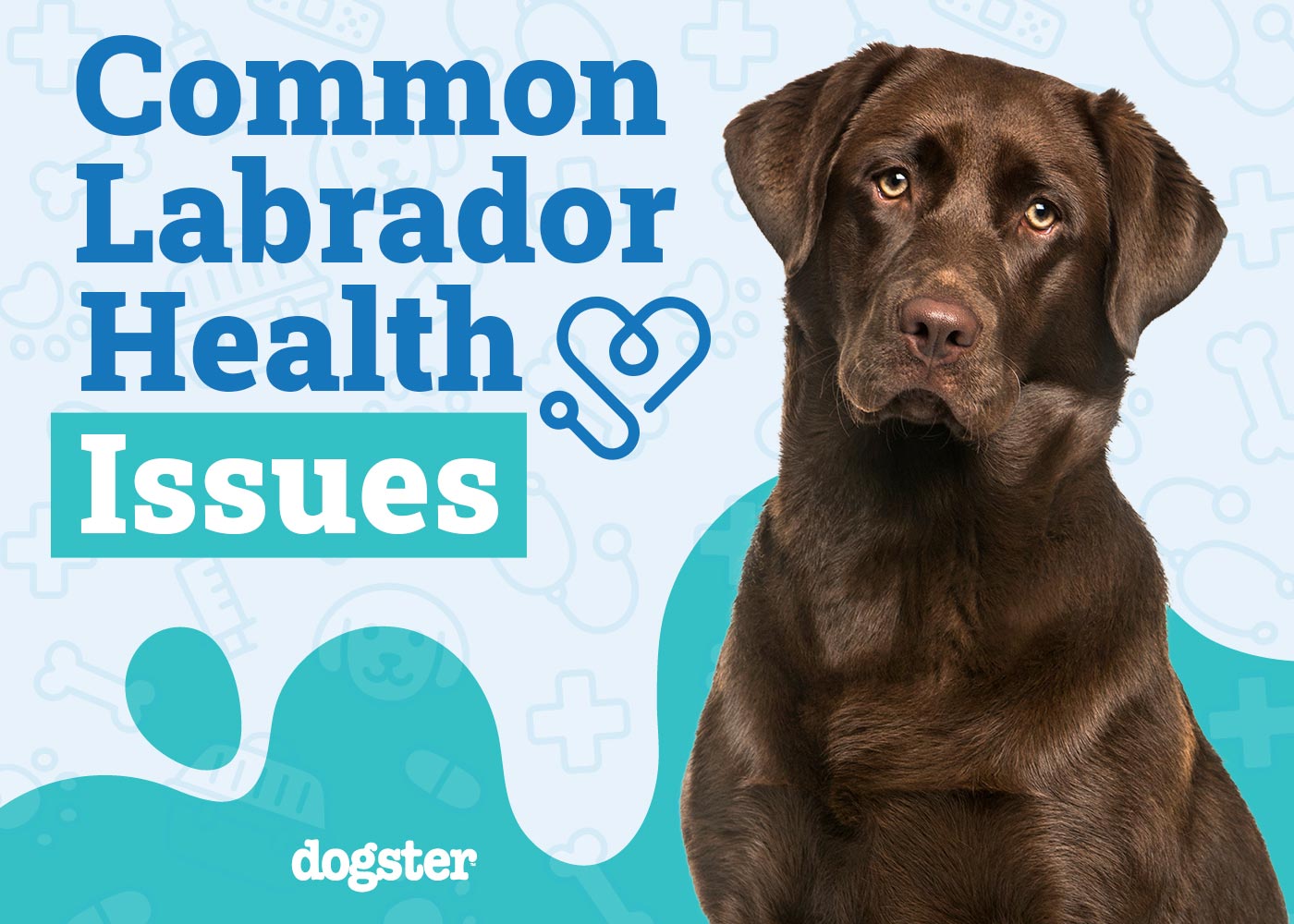 Common Labrador Health Issues to Look Out For