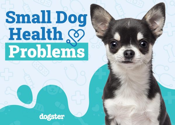 Small Dog Health Problems to Watch For