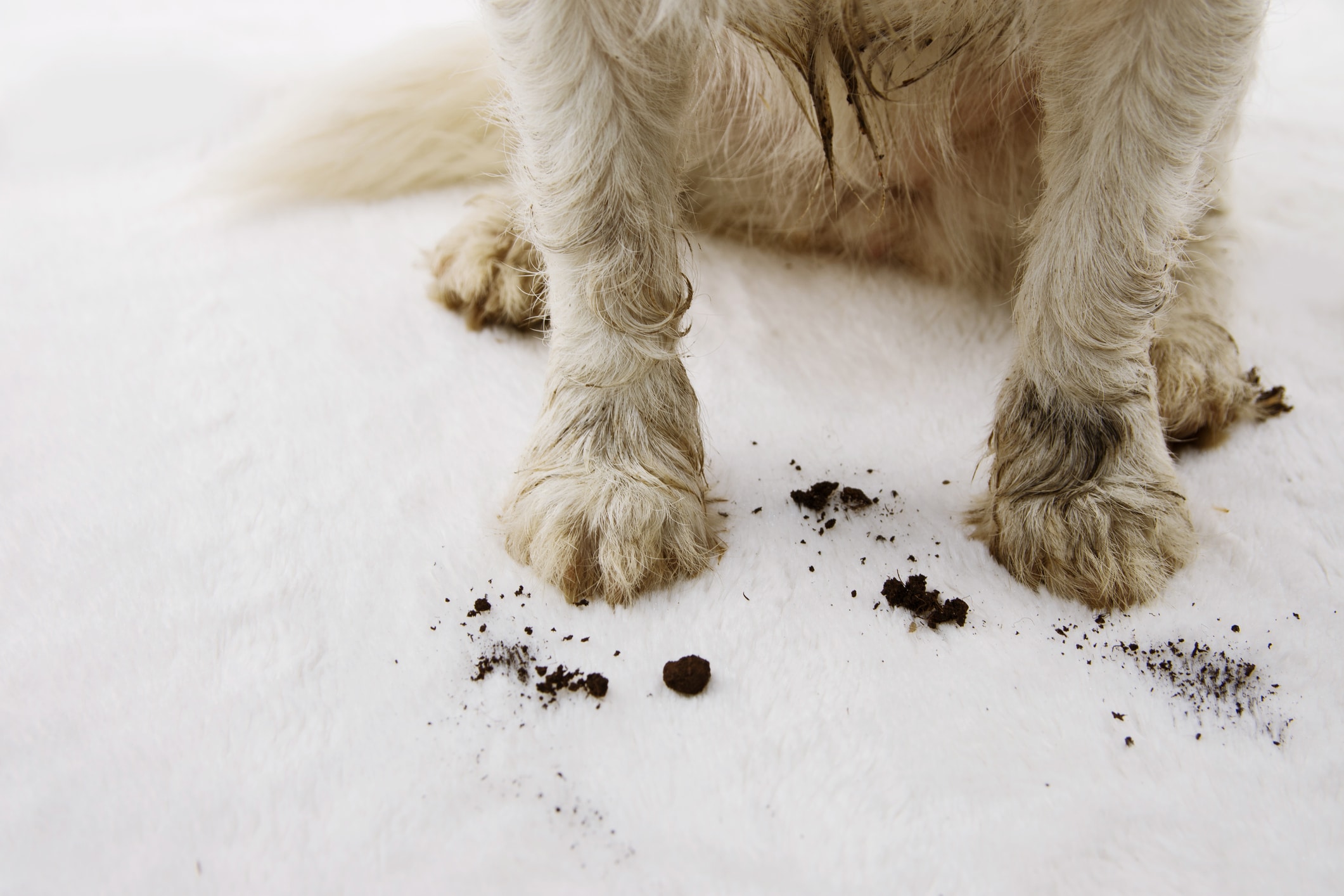 10 Tips for How to Keep Your House Clean With Dogs - Parsnips and Pastries