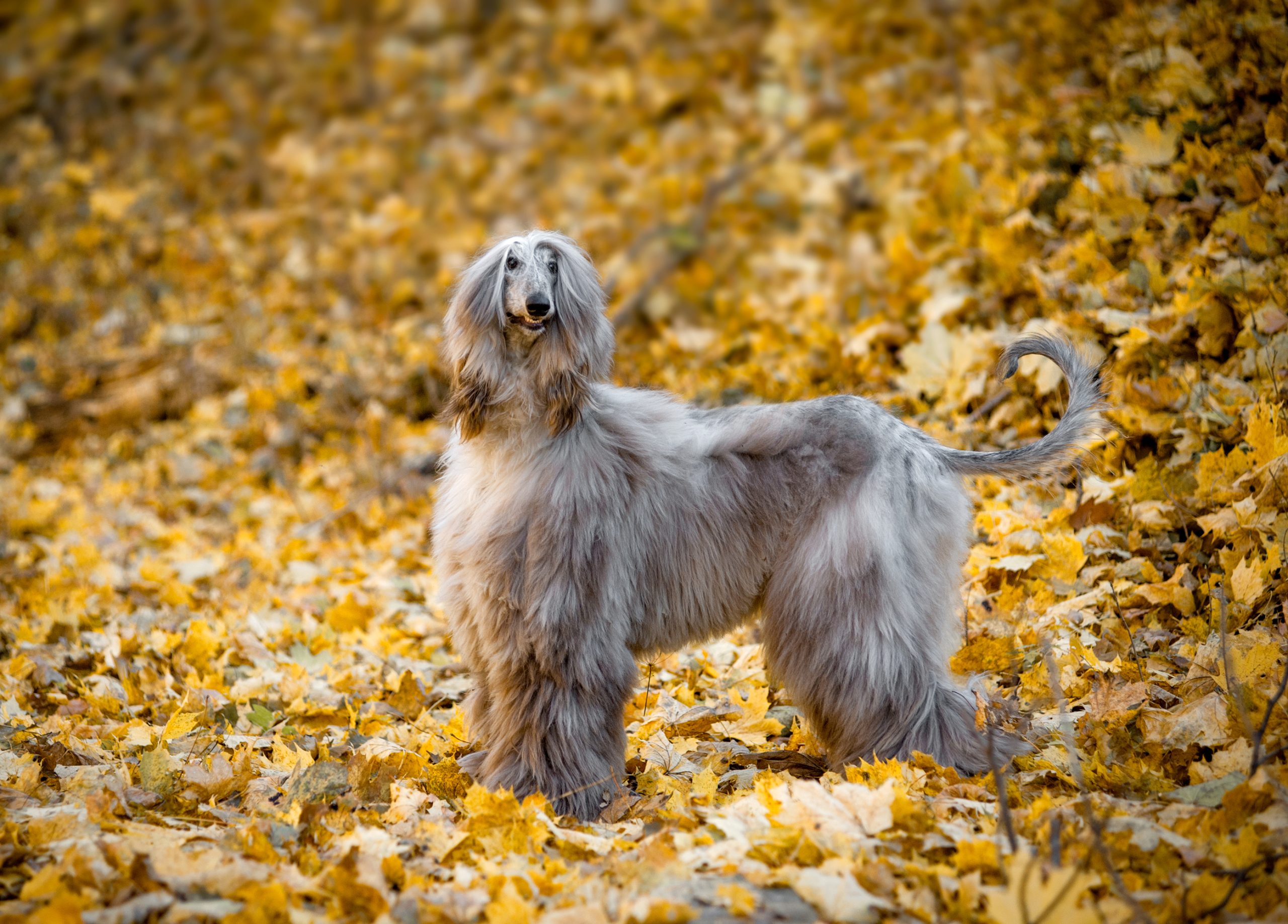 Afghan Hound autumn outdoors