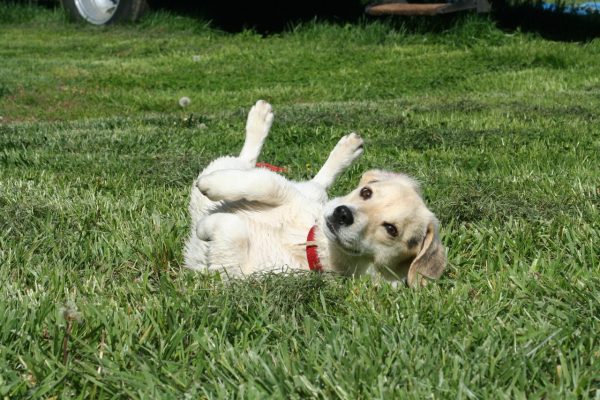 Sweet, silly , yellow dog lying upside down on a grass field