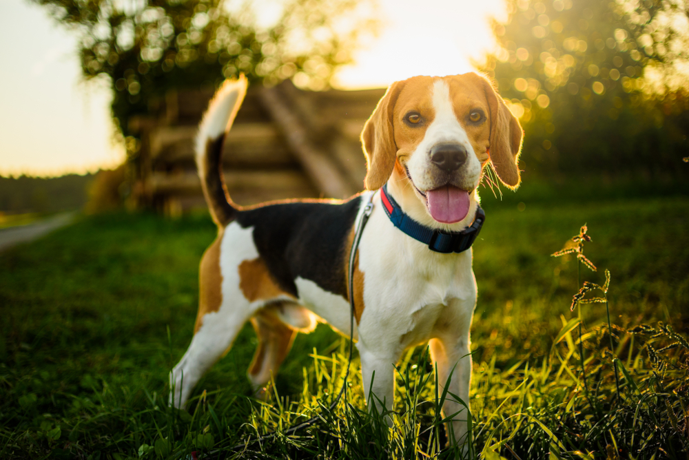 beagle dog standing on grass on a sunset