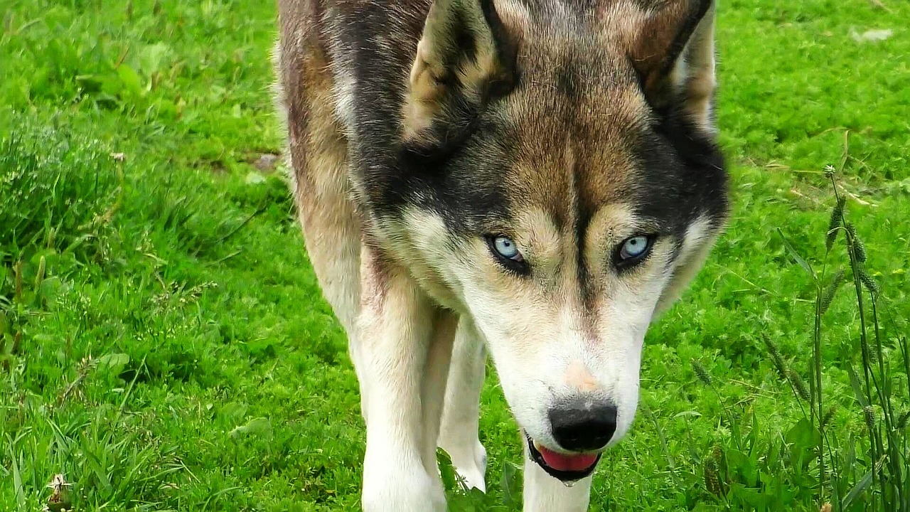 husky wolfdog