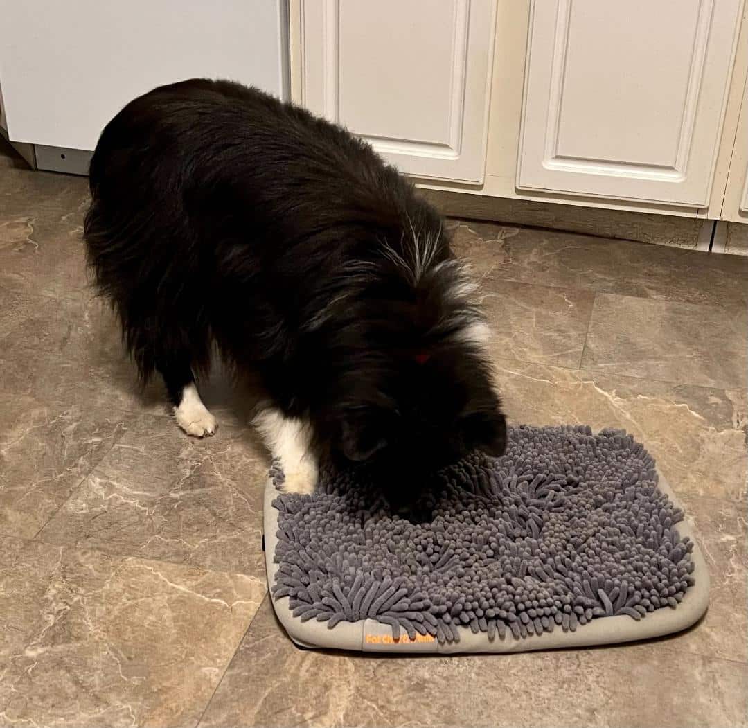 https://www.dogster.com/wp-content/uploads/2023/04/Murphy-with-snuffle-mat.jpg