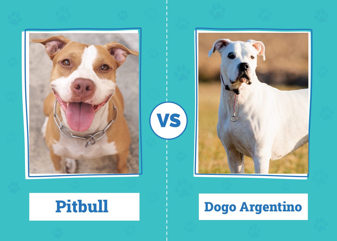 Pitbull vs Dogo Argentino