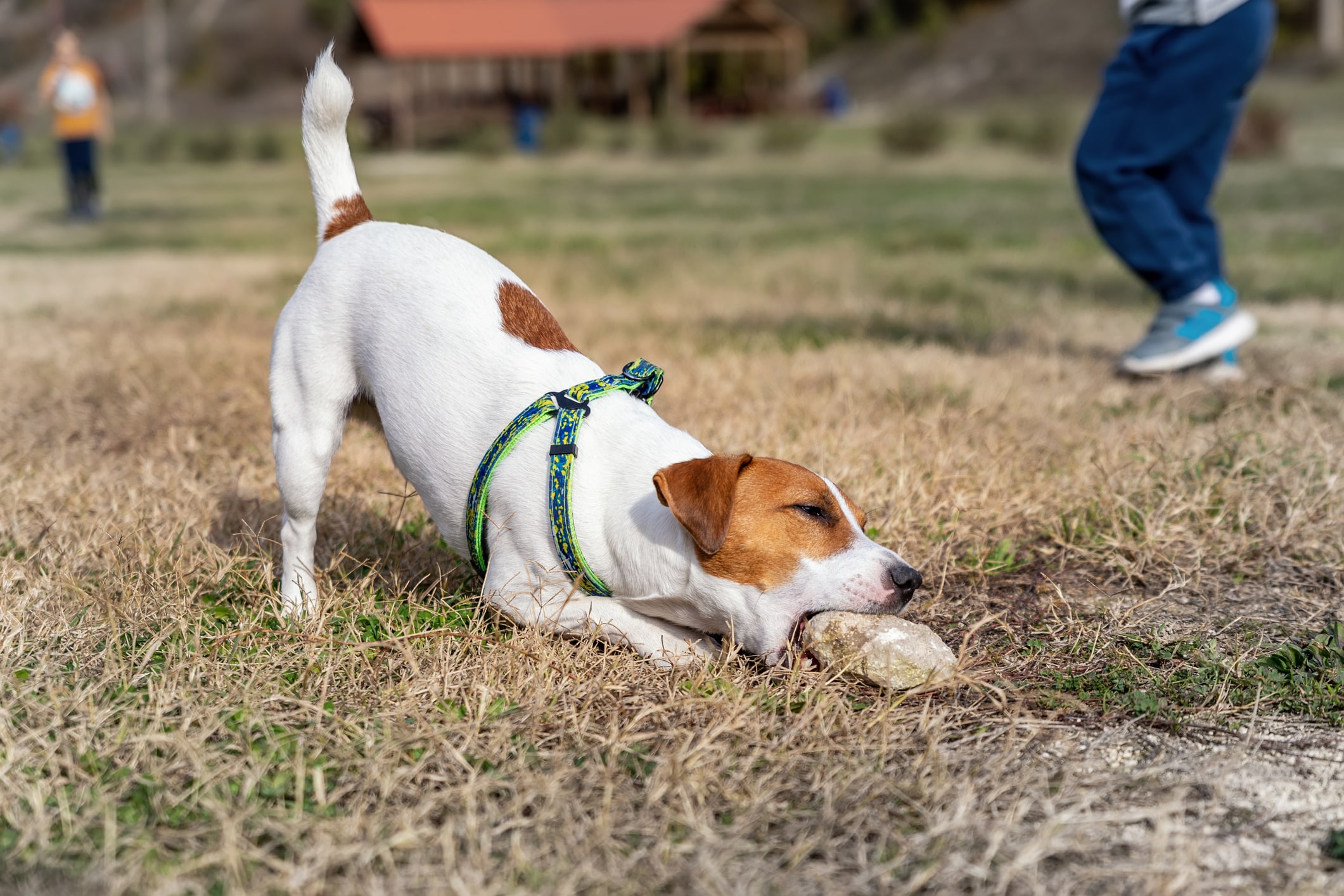 Dealing with Dog Boredom? Here Are 7 Things to Do!