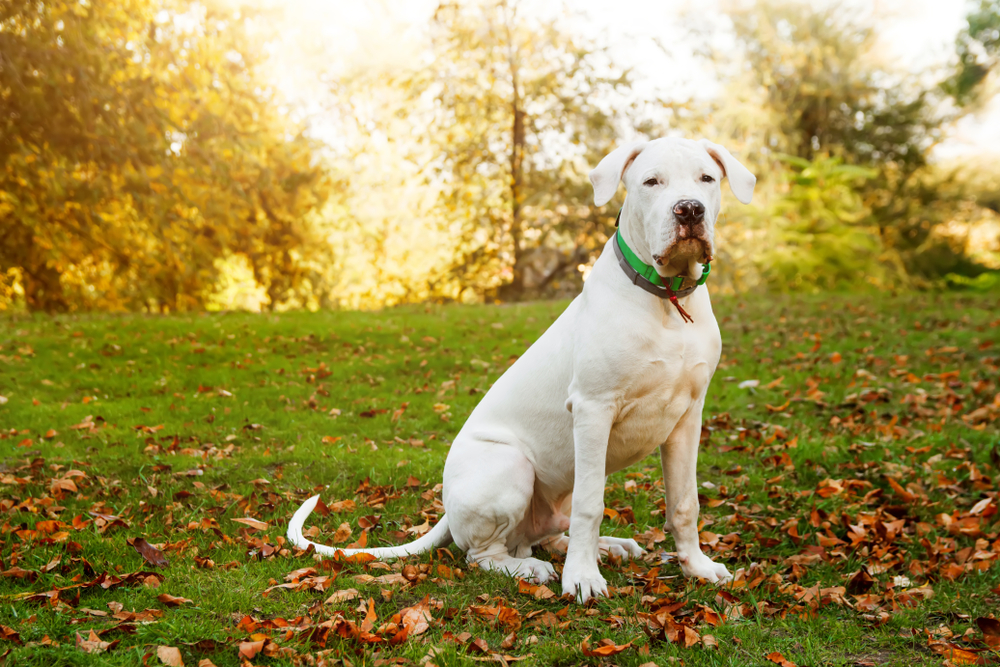 Dogo argentino sitting on grass in autumn park near red leaves