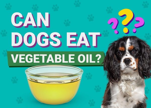 can dogs eat vegetable oil featured graphic Dogster