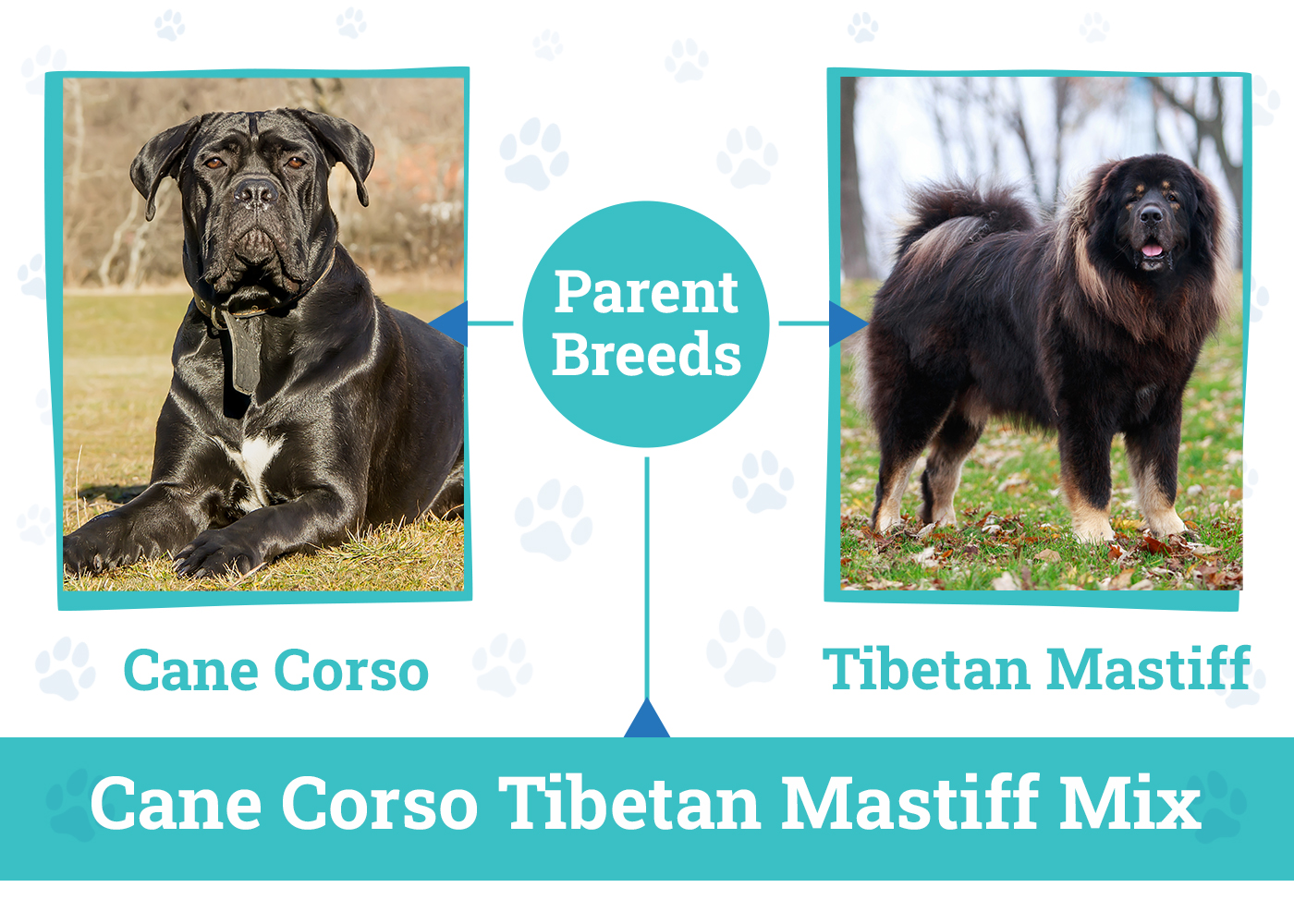 Parent Breeds of Cane Corso Tibetan Mastiff Mix