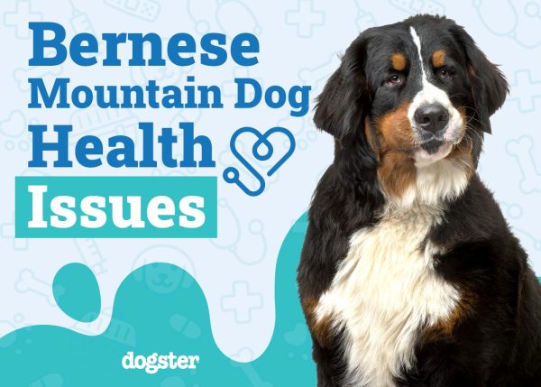 Bernese Mountain Dog Health Problems to Watch For