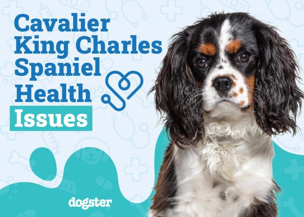 Cavalier King Charles Spaniel Health Issues to Watch For