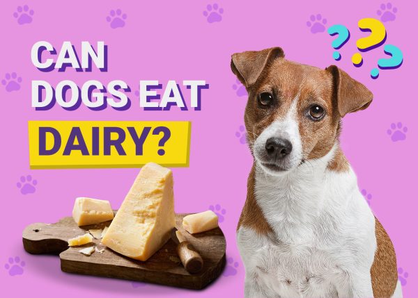 Can Dogs Eat Dairy