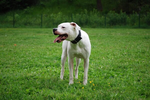 8 Dogo Argentino Facts For This Imposing Breed – Dogster