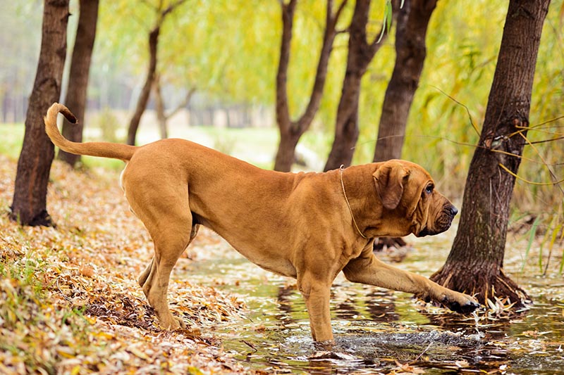 Fila Brasileiro (Brazilian Mastiff) Breed Info, Pictures, Facts