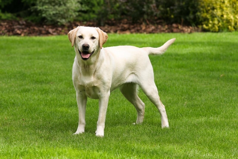 Labrador Retriever Breed Info: Pictures, History, Care, Traits & More –  Dogster