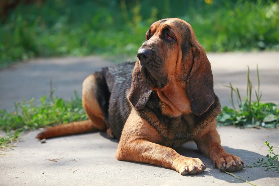 Bloodhound Dog Breed Info: Pictures, Facts, Traits & More – Dogster