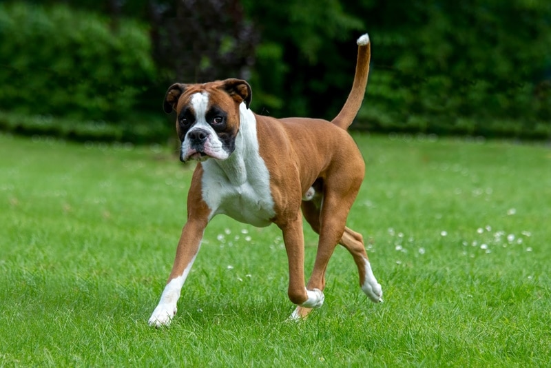https://www.dogster.com/wp-content/uploads/2024/01/boxer-dog-walking-in-the-grass_Sue-Thatcher-Shutterstock.jpg
