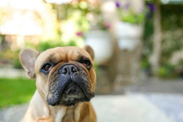 French Bulldog Teeth Problems: Common Issues, Prevention & Treatments ...