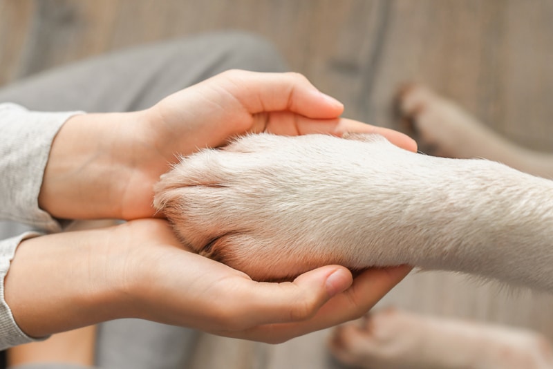 Dog Paw Anatomy: Vet-Approved Facts & Shape Explanation – Dogster