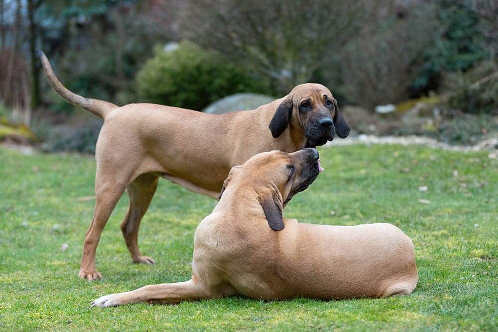 Fila Brasileiro Dog Breed Information and Pictures