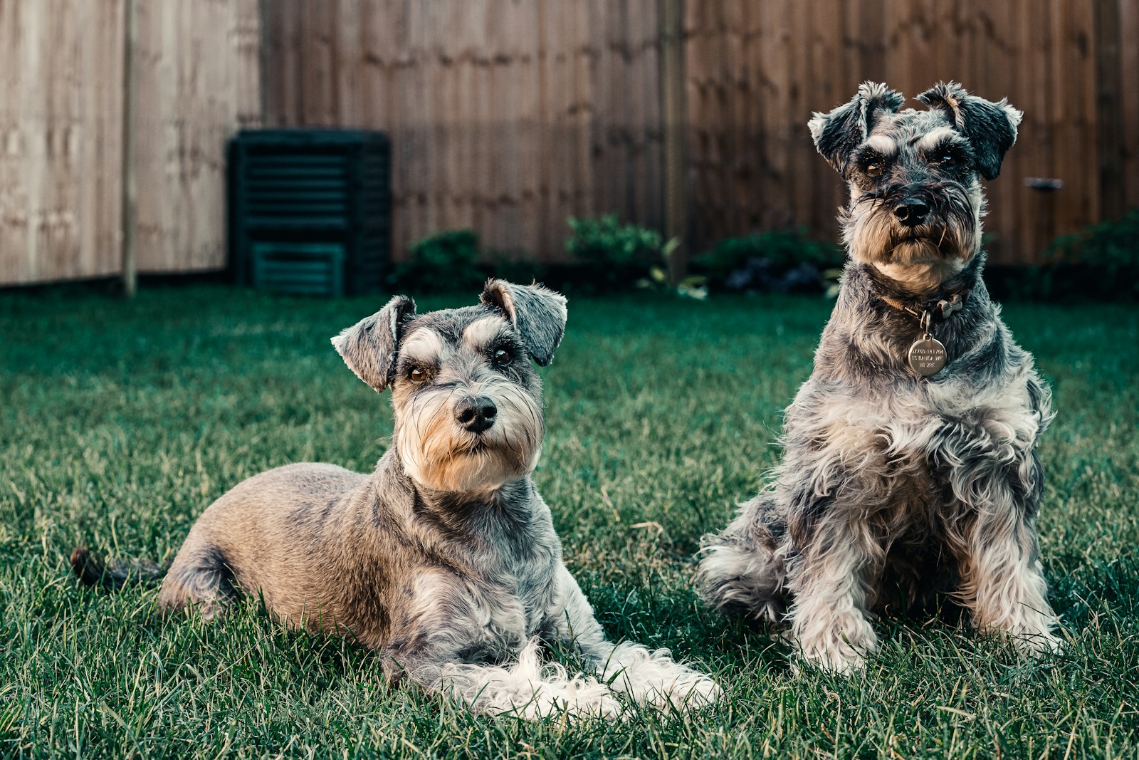 Standard Schnauzer: Breed Info, Pictures, Traits & Care – Dogster