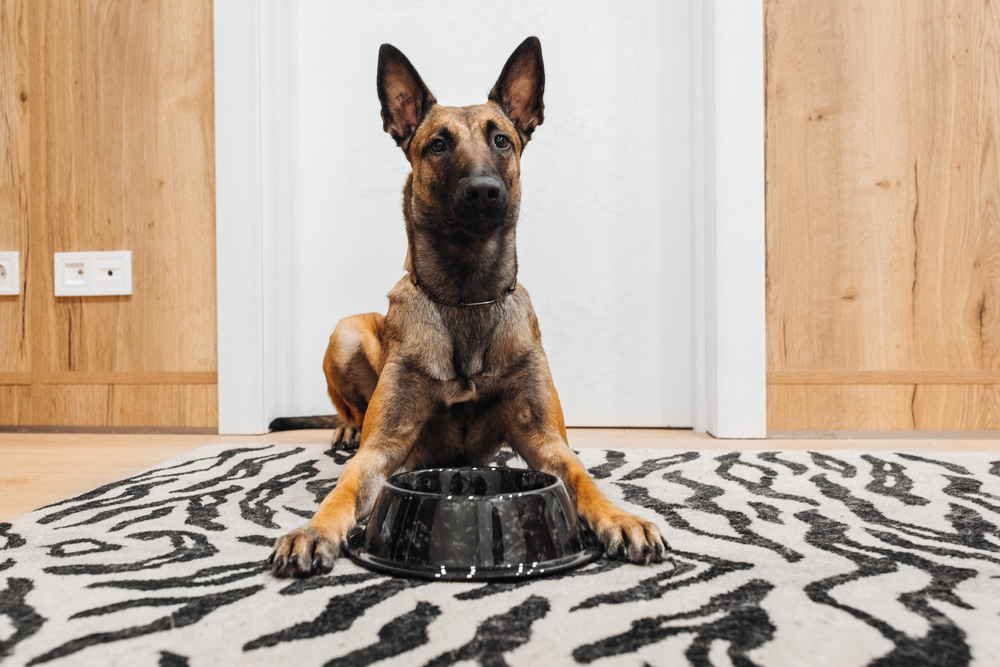 Belgian Malinois laying infront of a food bowl
