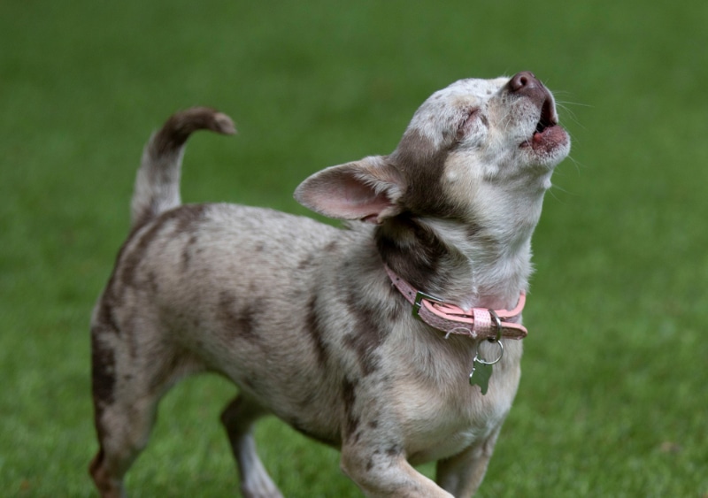 11 Breeds of Dogs That Sing: Pictures, History & Facts – Dogster