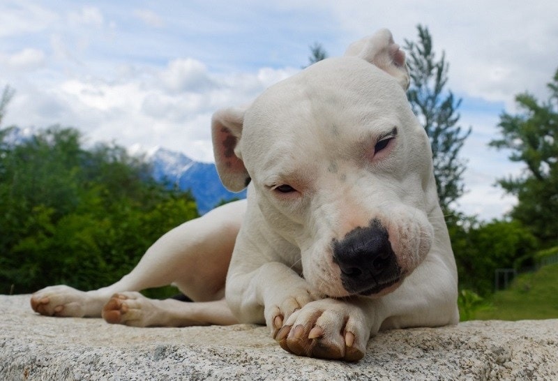 Pitbull vs Dogo Argentino: The Differences (With Pictures) – Dogster