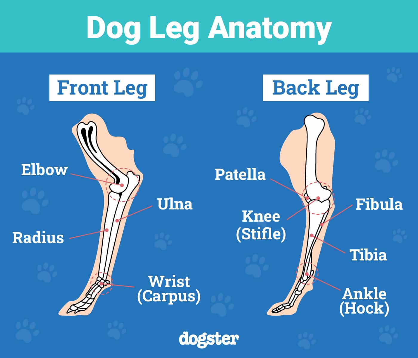 How Many Legs Does a Dog Have? Canine Anatomy Explained – Dogster