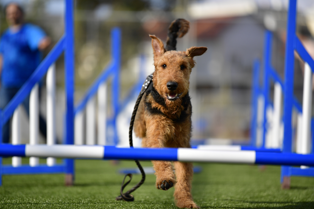 One-year-old Airedale Terrier on training course