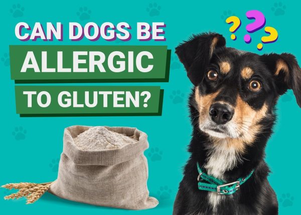 Can Dogs be Allergic to Gluten