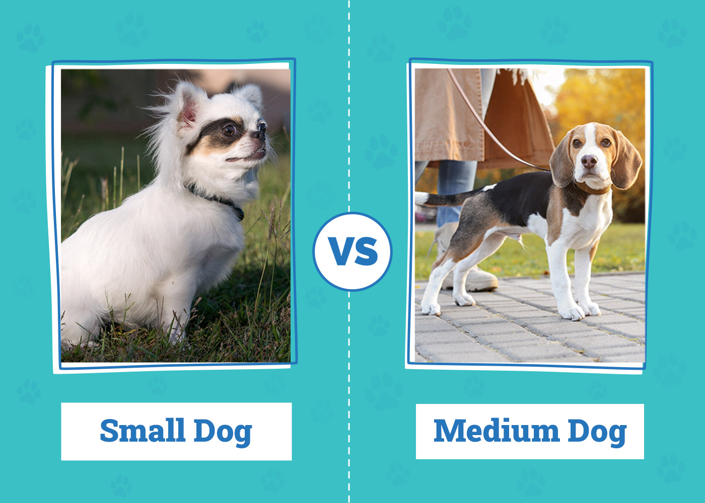 Small vs Medium Dog: The Main Differences Explained – Dogster