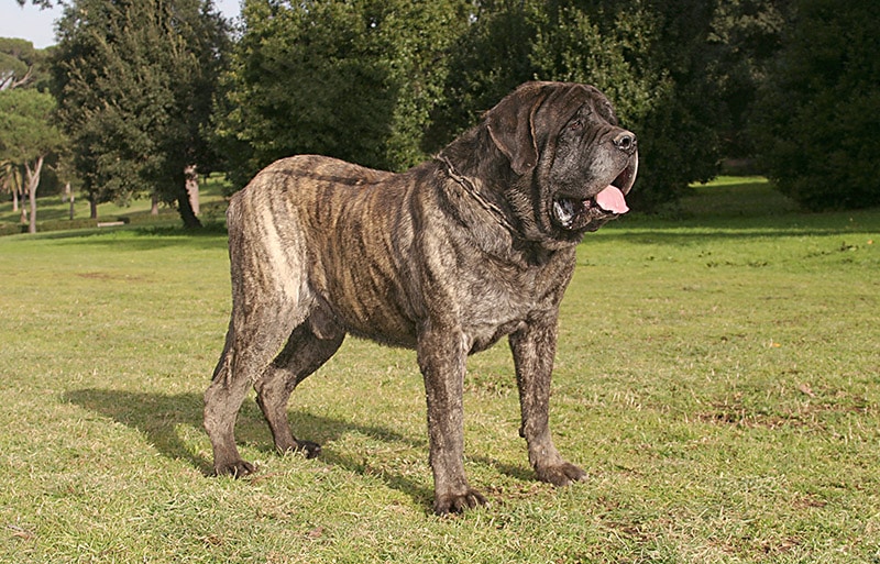 Love mastiffs! Yes I want a dog the size of a small cow