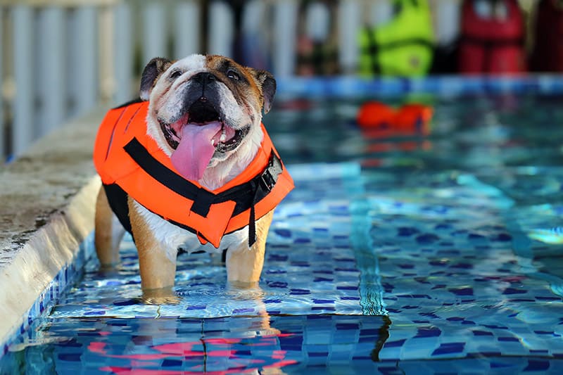English Bulldog wearing life jacket going for a swim in the pool