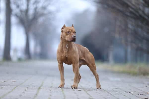 11 Amazing Boxer Dog Facts You Need to Know – Dogster